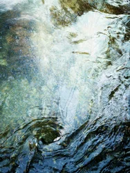 Flüssiger Wald (1)