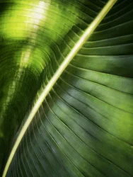 Sonnenbeschienene grüne Blätter