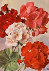 Schöne moderne Geranien, Zonal-Pelargonien