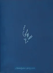 Cladostephus spongiosus