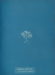 Diatoma marinum auf Ceramium rubrum