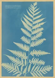 Dicksonia arborescens, Jamaika