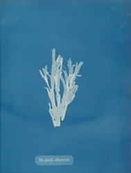 Dictyota atomaria, ca. 1853