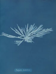 Dictyota dichotoma, ca. 1853