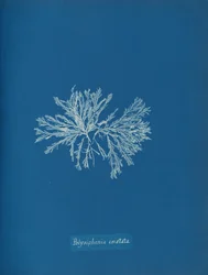 Polysiphonia cristata, ca. 1853