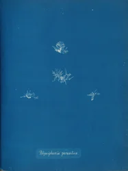 Polysiphonia parasitica, ca. 1853