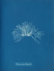 Polysiphonia thuyoides, ca. 1853