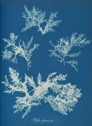 Ptilota plumosa, ca. 1853