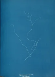 Sporochnius rhizodes ß paracloxa