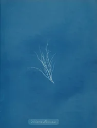 Striaria attenuata, ca. 1853