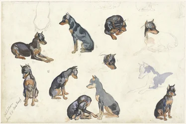 Studien eines Hundes