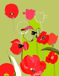 Tulpe