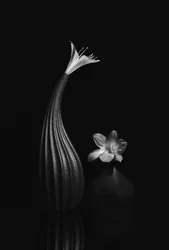 Elegantes Blumen-Stillleben
