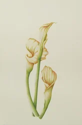 Aronstab, 2001