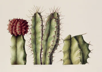 Kakteen, 1999