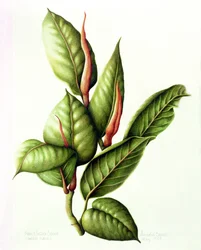 Gummibaum, 1999