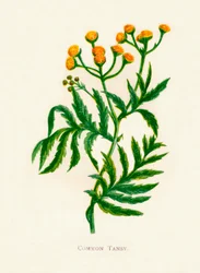 Gemeiner Rainfarn, ca. 1891