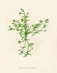 Niederliegendes Perlkraut, um 1891