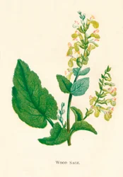 Wald-Salbei, ca. 1891