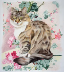 Langhaarige getigerte Katze