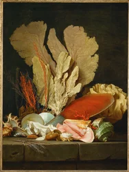 Stillleben mit Muscheln und Korallen