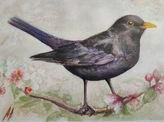 Amsel und Kirschblüten