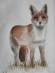 Neugieriger Rotfuchs