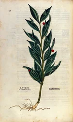 Botanische Tafel: Laurus Alexandrina (Alexandriner Lorbeer). Gravur in „Historia Stirpium“ von Leonhart Fuchs (1501-1566), deutscher Arzt und Botaniker, Basel