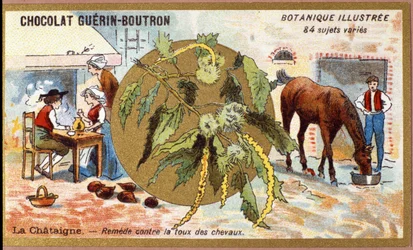 La Chestaigne: Heilmittel gegen Husten bei Pferden. Gravur (Chromo). Werbechromolithographie für Guerin-Boutron-Schokoladen, späte 19. Jahrhundert. Illustrierte Botanische Serie