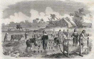 Reisanbau in Manila auf den Philippinen im Jahr 1864. Anonyme Gravur. Private Sammlung.