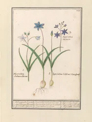Sterhyazinthe (Scilla)