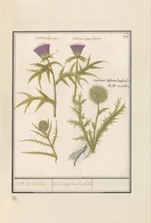 Distel (Carduus) und Artischocke (Cynara cardunculus)