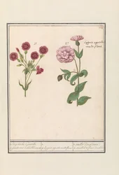Zwei Nelken (Dianthus)