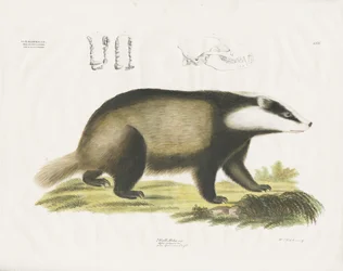 Europäischer Dachs mit Schädelillustration