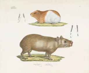 Meerschweinchen und Capybara mit Zahnillustrationen