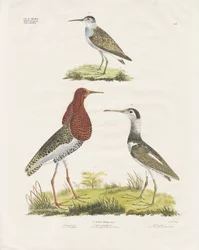 Strandläufer und Kampfläufer