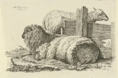 Liegendes Schaf und Widder (Studien von Kühen, Schafen und Ziegen)