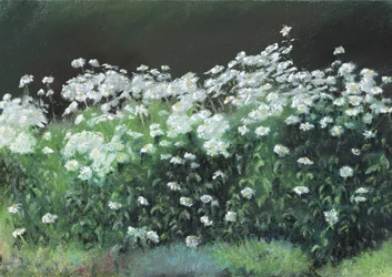 Shasta-Gänseblümchen