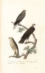 Wiesenweihe, Eurasische Rohrweihe und Wiesenweihe