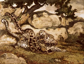 Eine Python tötet einen Tiger