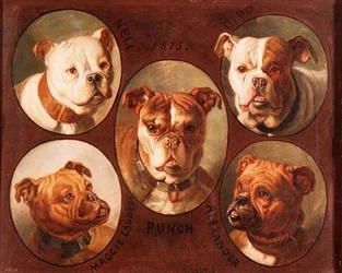 Nell, Dido, Punch, Maggie Lauder und Alexander, englische Bulldoggen