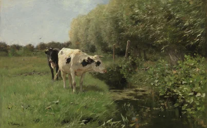 Kühe auf der Weide