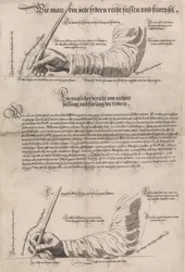Schreibkunst Die Kunst des Schreibens, 1601, 1631