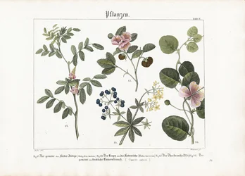 Färbepflanzen und Kapernstrauch