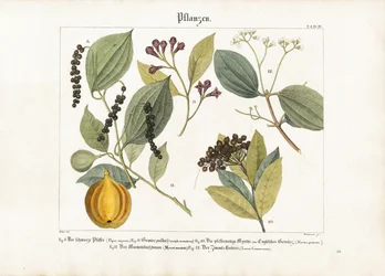 Wirtschaftlich wichtige Gewürzpflanzen