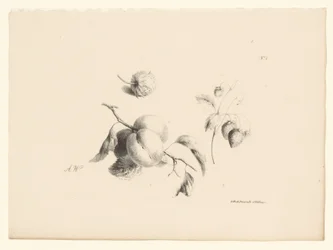 Aprikosen und Erdbeeren