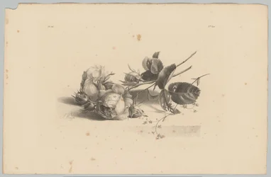 Rosen (Blumen- und Fruchtstudien, 3. Folge)