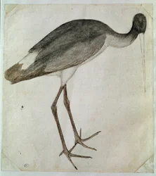 Ein schwarzer Storch, der nach rechts schaut