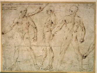 Drei nackte Männer. Zeichnung von Antonio Pollaiuolo (1432-1498)