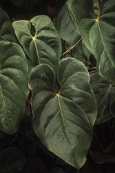 Anthurium Andraeanum V, 2024